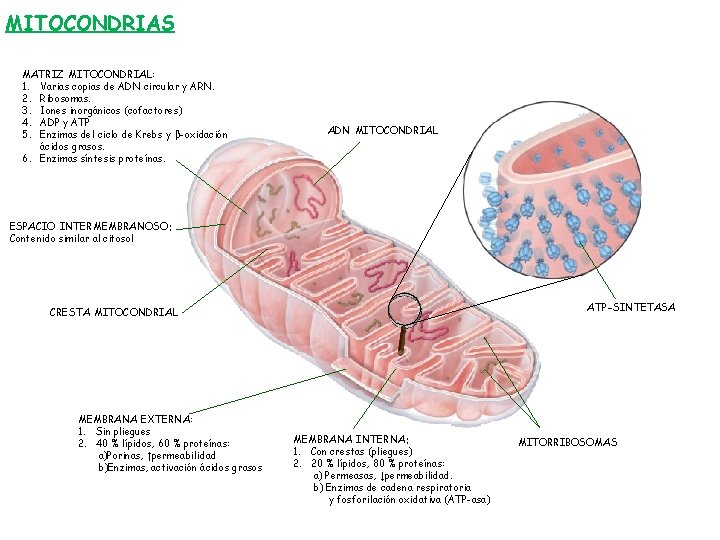 MITOCONDRIAS MATRIZ MITOCONDRIAL: 1. Varias copias de ADN circular y ARN. 2. Ribosomas. 3.