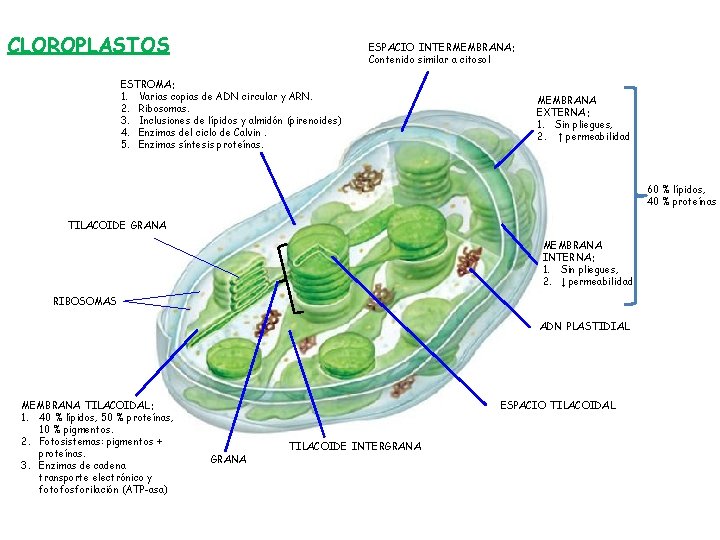 CLOROPLASTOS ESPACIO INTERMEMBRANA: Contenido similar a citosol ESTROMA: 1. Varias copias de ADN circular