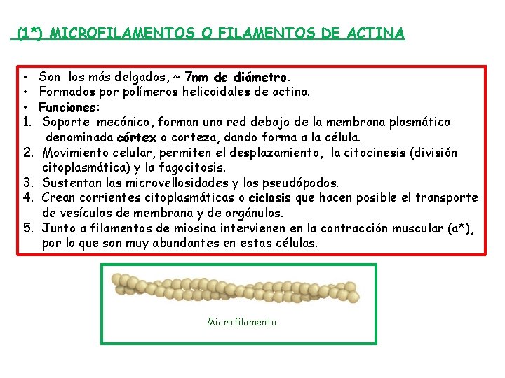 (1*) MICROFILAMENTOS O FILAMENTOS DE ACTINA • • • 1. 2. 3. 4. 5.