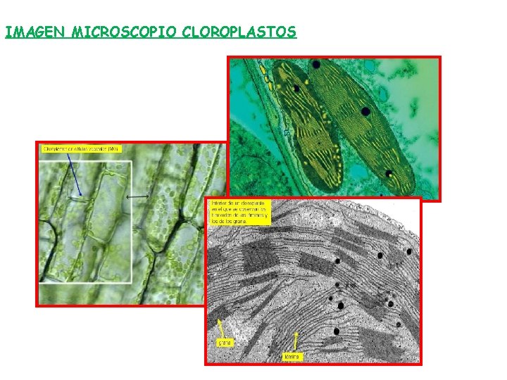 IMAGEN MICROSCOPIO CLOROPLASTOS 