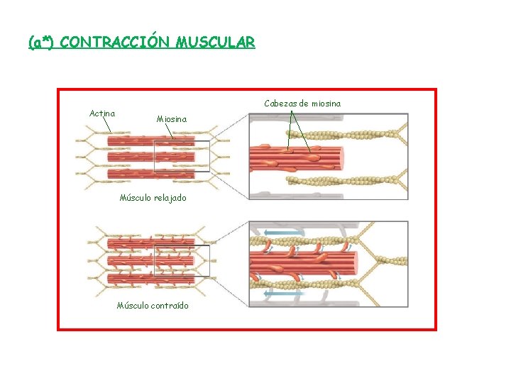 (a*) CONTRACCIÓN MUSCULAR Actina Cabezas de miosina Músculo relajado Músculo contraído 