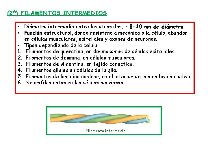 (2*) FILAMENTOS INTERMEDIOS • Diámetro intermedio entre los otros dos, ~ 8 -10 nm