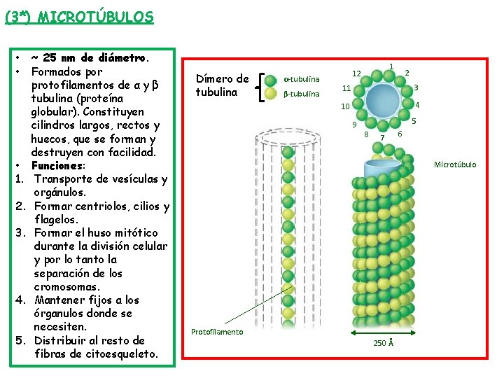 (3*) MICROTÚBULOS • • • 1. 2. 3. 4. 5. ~ 25 nm de