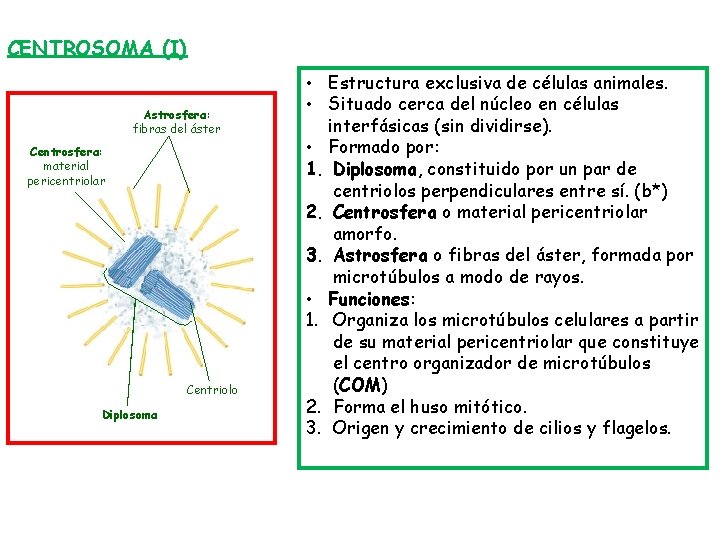 CENTROSOMA (I) Astrosfera: fibras del áster Centrosfera: material pericentriolar Centriolo Diplosoma • Estructura exclusiva