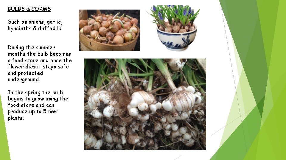 BULBS & CORMS Such as onions, garlic, hyacinths & daffodils. During the summer months