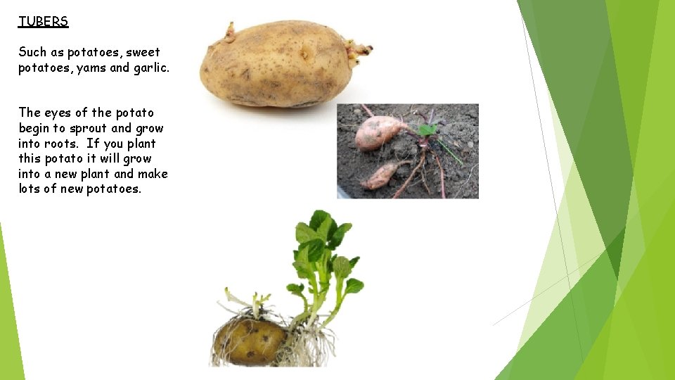 TUBERS Such as potatoes, sweet potatoes, yams and garlic. The eyes of the potato
