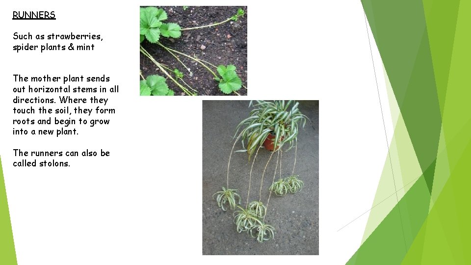 RUNNERS Such as strawberries, spider plants & mint The mother plant sends out horizontal