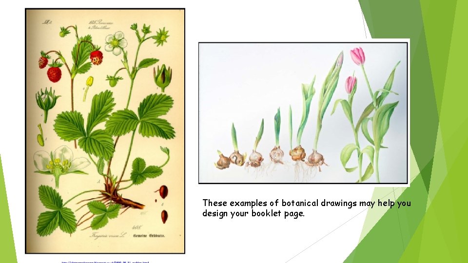 These examples of botanical drawings may help you design your booklet page. 
