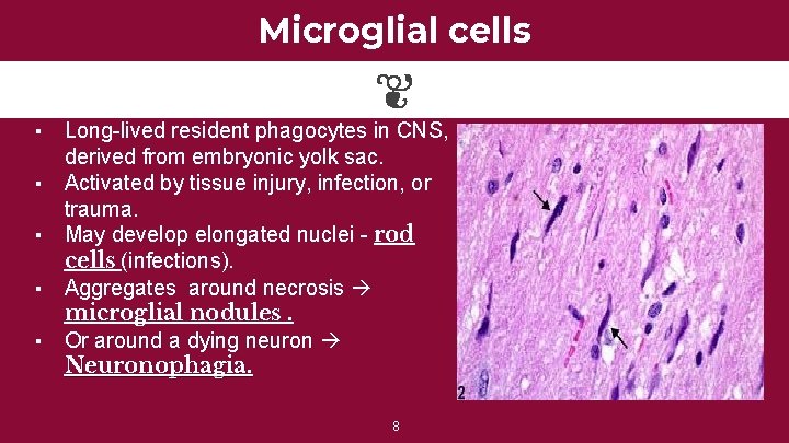 Microglial cells Long-lived resident phagocytes in CNS, derived from embryonic yolk sac. ▪ Activated