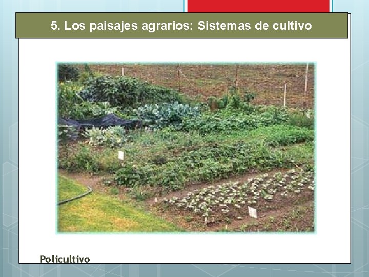 5. Los paisajes agrarios: Sistemas de cultivo Policultivo 