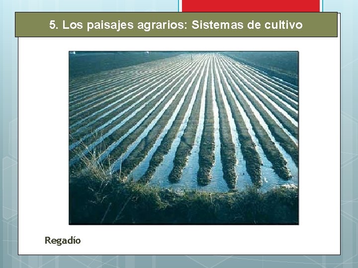 5. Los paisajes agrarios: Sistemas de cultivo Regadío 