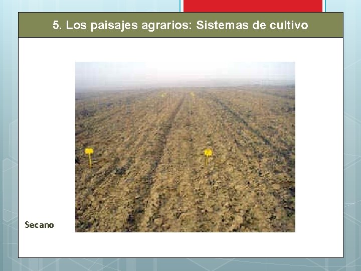 5. Los paisajes agrarios: Sistemas de cultivo Secano 
