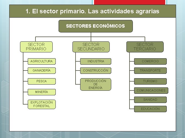 1. El sector primario. Las actividades agrarias SECTORES ECONÓMICOS SECTOR PRIMARIO SECTOR SECUNDARIO SECTOR