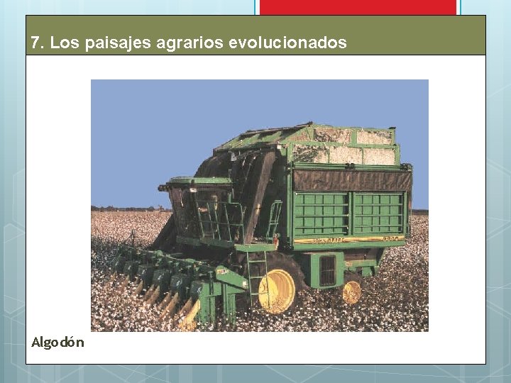 7. Los paisajes agrarios evolucionados Algodón 