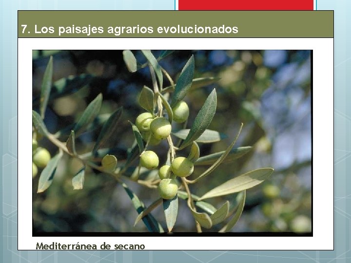 7. Los paisajes agrarios evolucionados Mediterránea de secano 