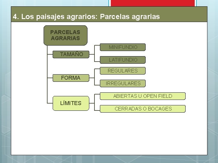 4. Los paisajes agrarios: Parcelas agrarias PARCELAS AGRARIAS MINIFUNDIO TAMAÑO LATIFUNDIO REGULARES FORMA IRREGULARES