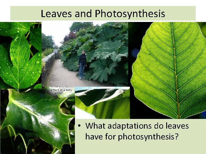 Leaves and Photosynthesis • What adaptations do leaves have for photosynthesis? 