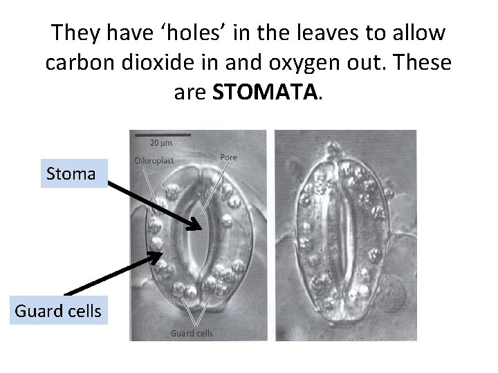 They have ‘holes’ in the leaves to allow carbon dioxide in and oxygen out.