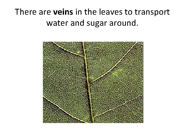 There are veins in the leaves to transport water and sugar around. 