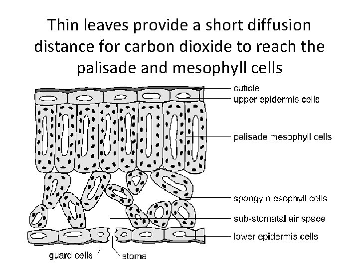 Thin leaves provide a short diffusion distance for carbon dioxide to reach the palisade