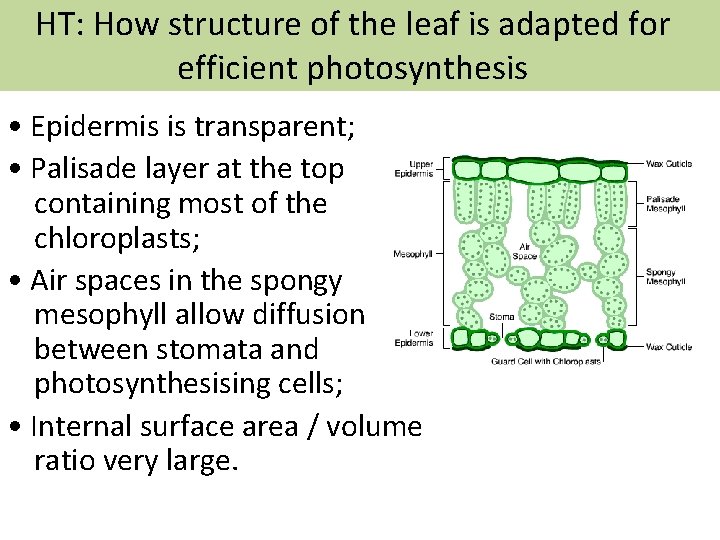 HT: How structure of the leaf is adapted for efficient photosynthesis • Epidermis is