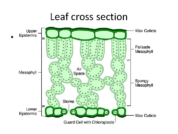 Leaf cross section • In pairs examine a slide of 