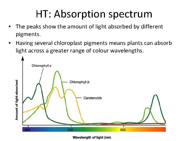 HT: Absorption spectrum • The peaks show the amount of light absorbed by different