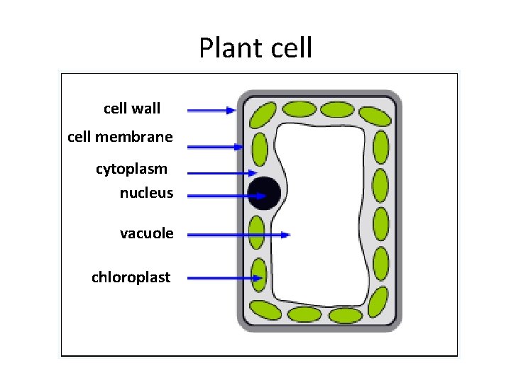 Plant cell wall cell membrane cytoplasm nucleus vacuole chloroplast 