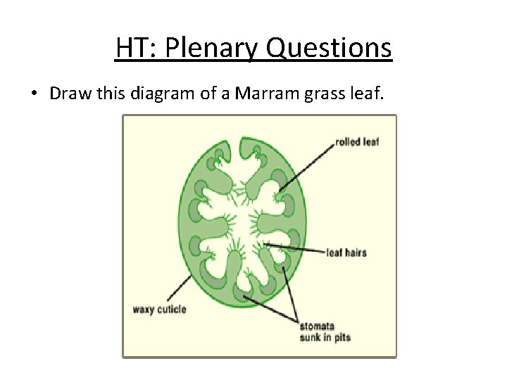 HT: Plenary Questions • Draw this diagram of a Marram grass leaf. 