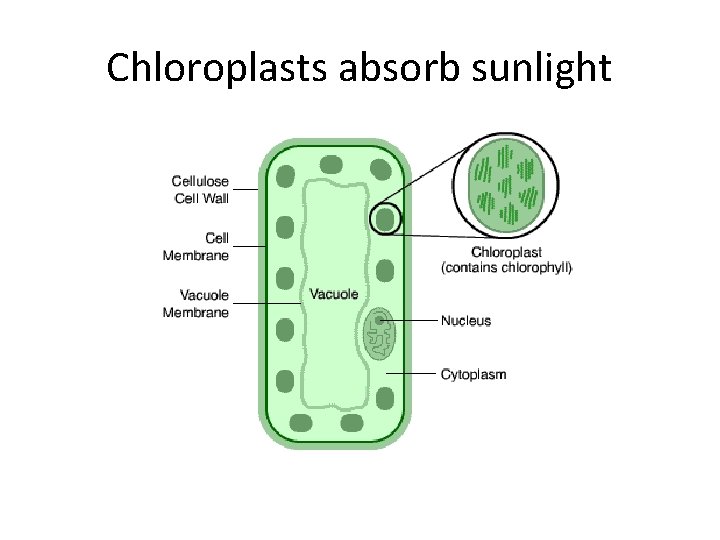 Chloroplasts absorb sunlight 