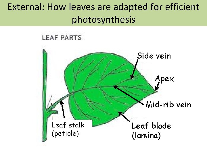 External: How leaves are adapted for efficient photosynthesis Side vein Apex Mid-rib vein Leaf