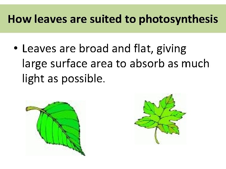 How leaves are suited to photosynthesis • Leaves are broad and flat, giving large