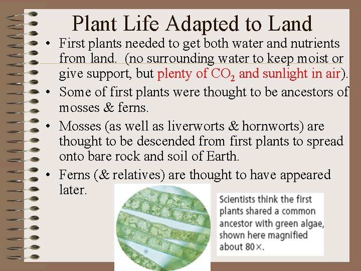 Plant Life Adapted to Land • First plants needed to get both water and