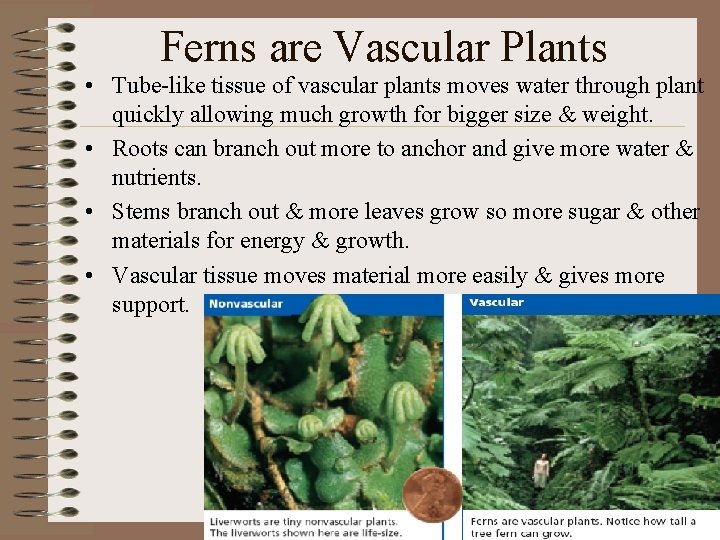 Ferns are Vascular Plants • Tube-like tissue of vascular plants moves water through plant