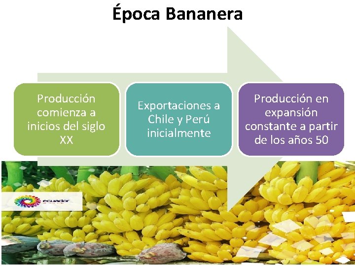 Época Bananera Producción comienza a inicios del siglo XX Exportaciones a Chile y Perú