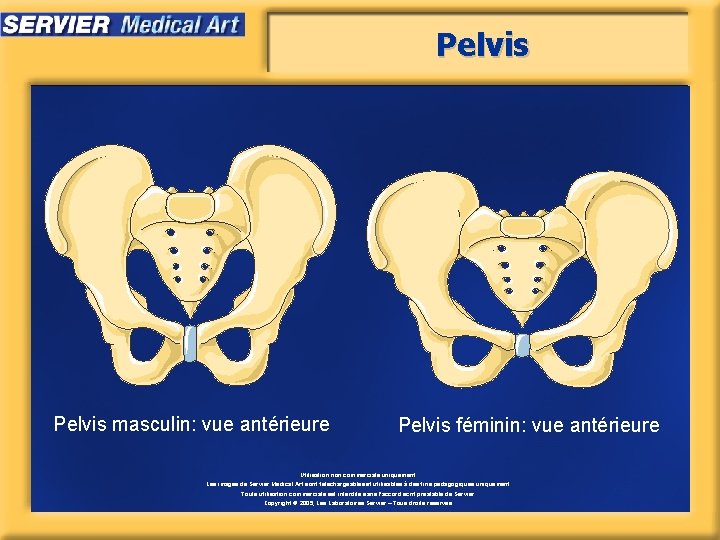 Pelvis masculin: vue antérieure Pelvis féminin: vue antérieure Utilisation non commerciale uniquement. Les images