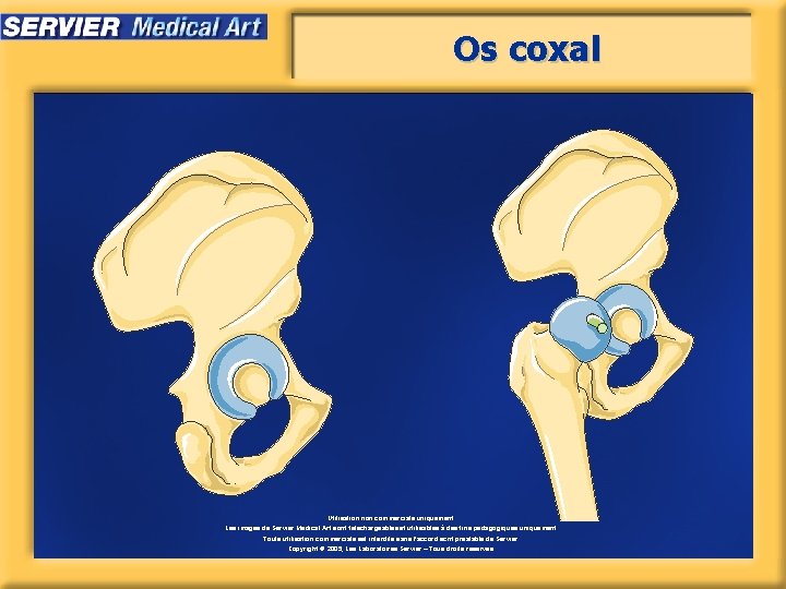 Os coxal Utilisation non commerciale uniquement. Les images de Servier Medical Art sont téléchargeables