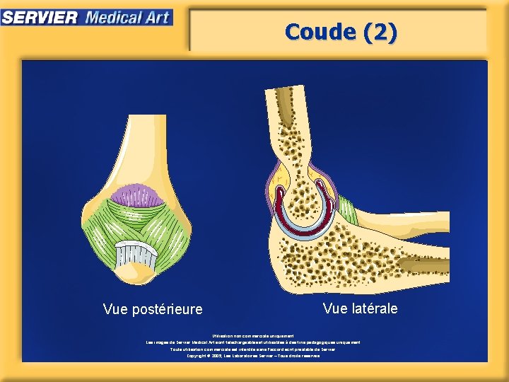 Coude (2) Vue latérale Vue postérieure Utilisation non commerciale uniquement. Les images de Servier