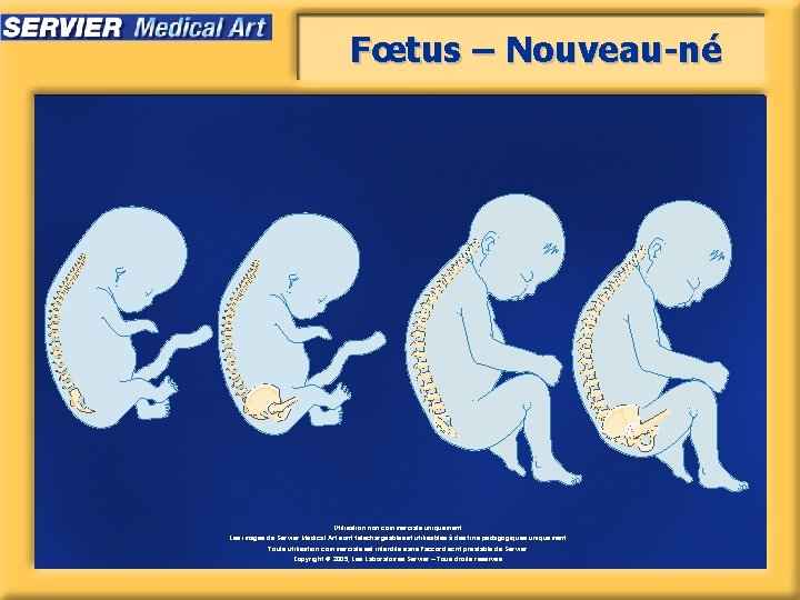 Fœtus – Nouveau-né Utilisation non commerciale uniquement. Les images de Servier Medical Art sont