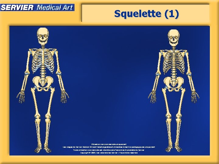 Squelette (1) Utilisation non commerciale uniquement. Les images de Servier Medical Art sont téléchargeables