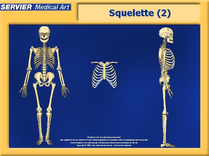 Squelette (2) Utilisation non commerciale uniquement. Les images de Servier Medical Art sont téléchargeables