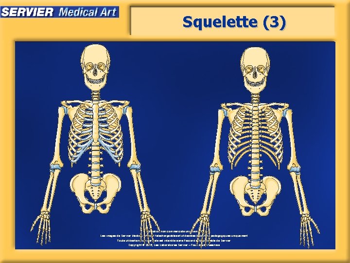 Squelette (3) Utilisation non commerciale uniquement. Les images de Servier Medical Art sont téléchargeables