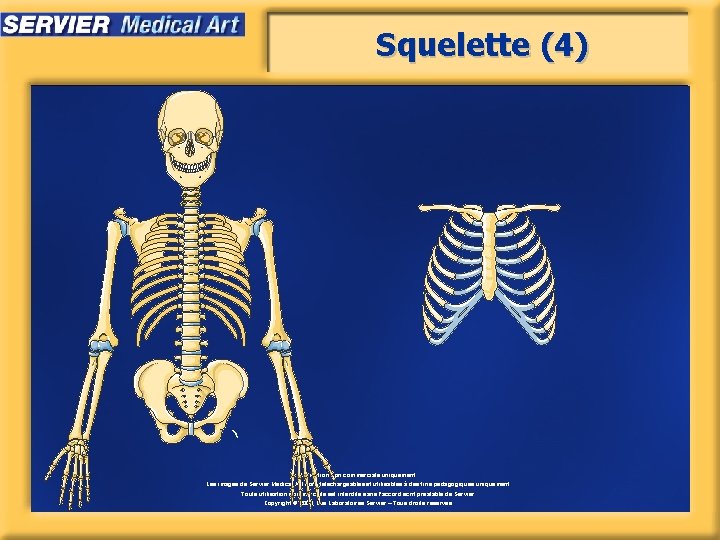 Squelette (4) Utilisation non commerciale uniquement. Les images de Servier Medical Art sont téléchargeables