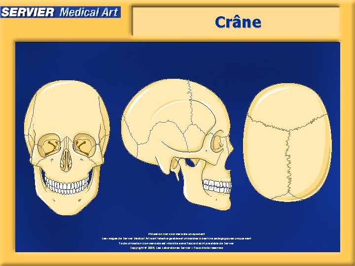 Crâne Utilisation non commerciale uniquement. Les images de Servier Medical Art sont téléchargeables et