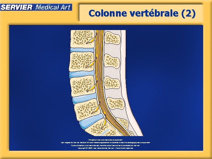 Colonne vertébrale (2) Utilisation non commerciale uniquement. Les images de Servier Medical Art sont