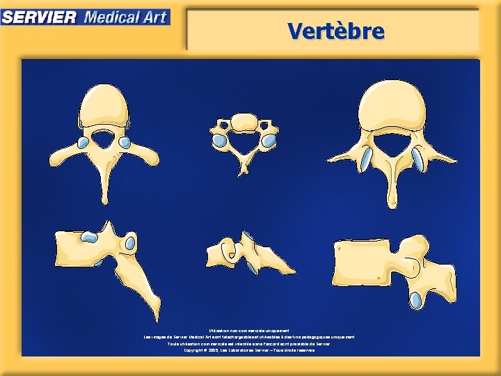 Vertèbre Utilisation non commerciale uniquement. Les images de Servier Medical Art sont téléchargeables et