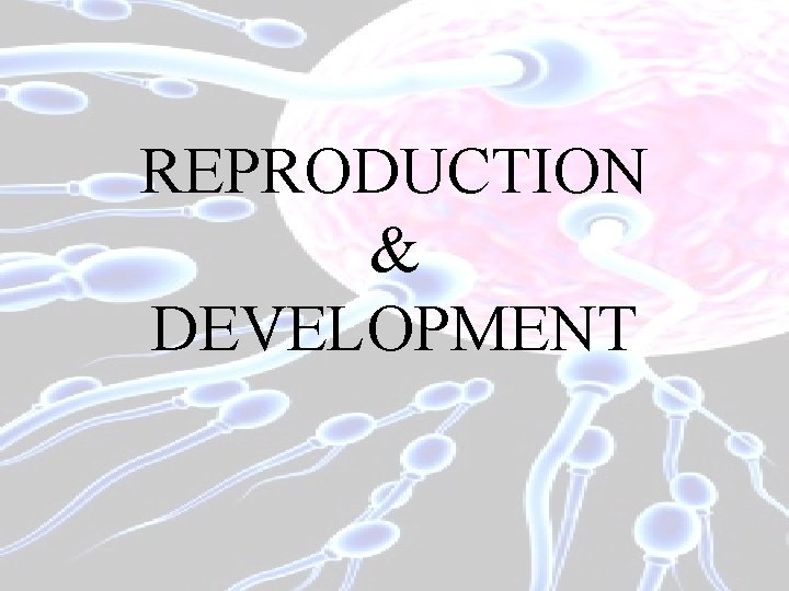 REPRODUCTION & DEVELOPMENT 