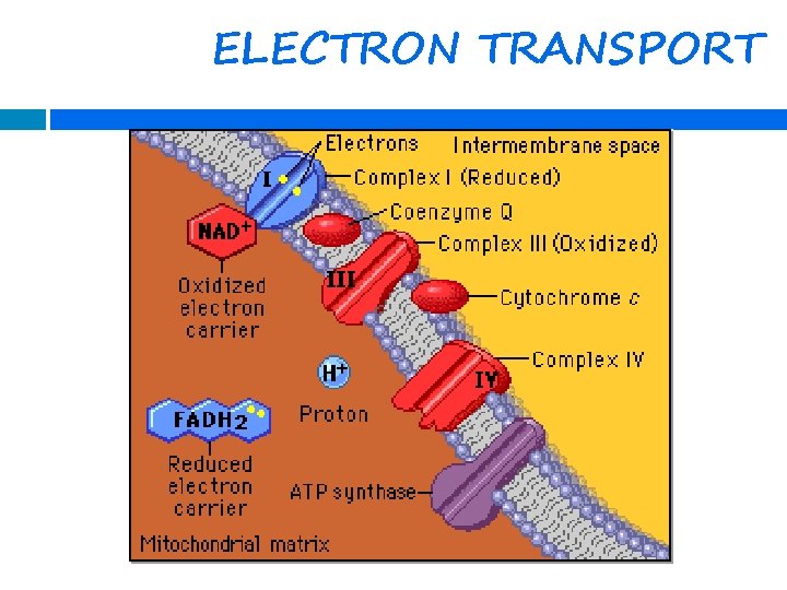 STAGE 4 ELECTRON TRANSPORT CHAIN ETC AND CHEMIOSMOSIS