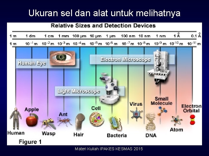 Ukuran sel dan alat untuk melihatnya Materi Kuliah IPAKES KESMAS 2015 