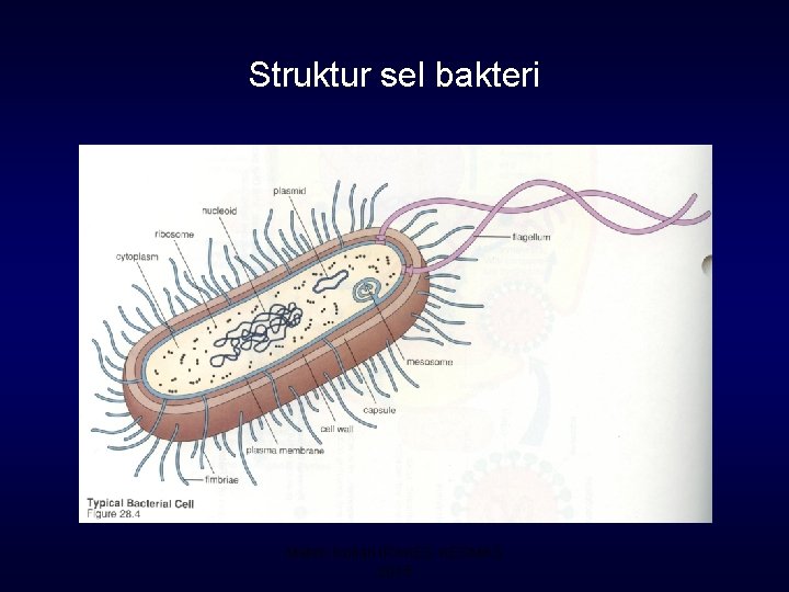 Struktur sel bakteri Materi Kuliah IPAKES KESMAS 2015 